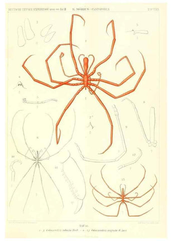 Reproducción/Reproduction 49484840962: Wissenschaftliche Ergebnisse der Deutschen Tiefsee-Expedition auf dem Dampfer ""Valdivia"" 1898-1899.. Jena,G. Fischer,1902-40.. 