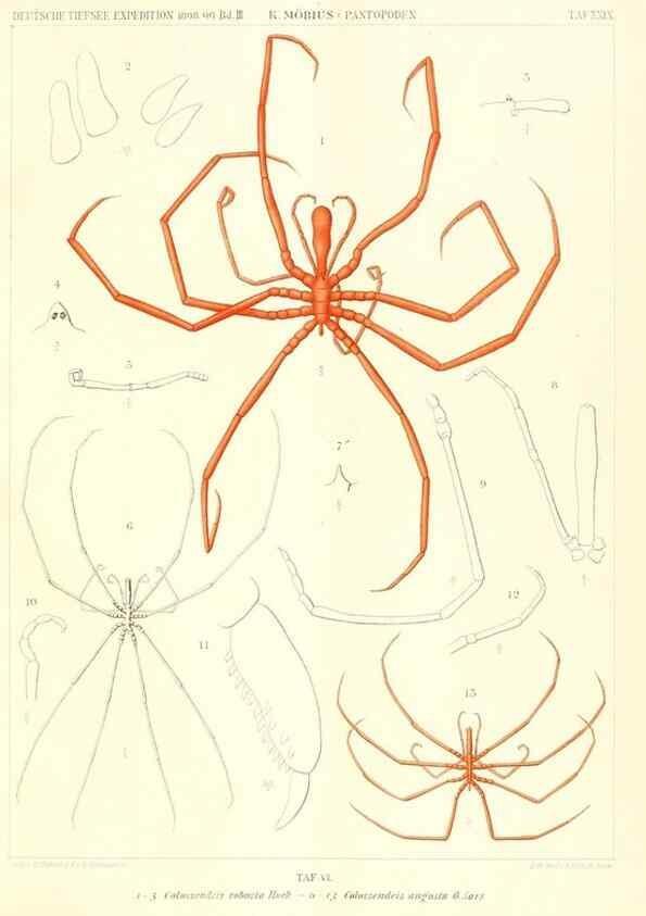 Reproducción/Reproduction 49484840962: Wissenschaftliche Ergebnisse der Deutschen Tiefsee-Expedition auf dem Dampfer ""Valdivia"" 1898-1899.. Jena,G. Fischer,1902-40.. 