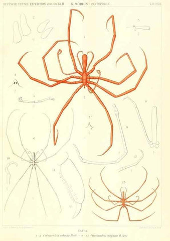 Reproducción/Reproduction 49484840962: Wissenschaftliche Ergebnisse der Deutschen Tiefsee-Expedition auf dem Dampfer ""Valdivia"" 1898-1899.. Jena,G. Fischer,1902-40.. 
