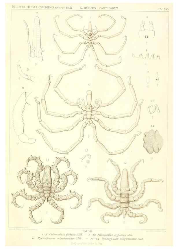 Reproducción/Reproduction 49484143938: Wissenschaftliche Ergebnisse der Deutschen Tiefsee-Expedition auf dem Dampfer ""Valdivia"" 1898-1899.. Jena,G. Fischer,1902-40.. 