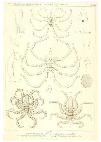Reproducción/Reproduction 49484143938: Wissenschaftliche Ergebnisse der Deutschen Tiefsee-Expedition auf dem Dampfer ""Valdivia"" 1898-1899.. Jena,G. Fischer,1902-40.. 