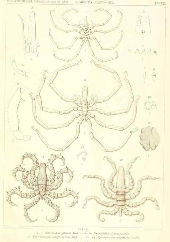 Reproducción/Reproduction 49484143938: Wissenschaftliche Ergebnisse der Deutschen Tiefsee-Expedition auf dem Dampfer ""Valdivia"" 1898-1899.. Jena,G. Fischer,1902-40.. 