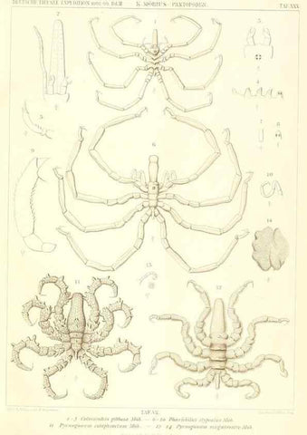 Reproducción/Reproduction 49484143938: Wissenschaftliche Ergebnisse der Deutschen Tiefsee-Expedition auf dem Dampfer ""Valdivia"" 1898-1899.. Jena,G. Fischer,1902-40.. 