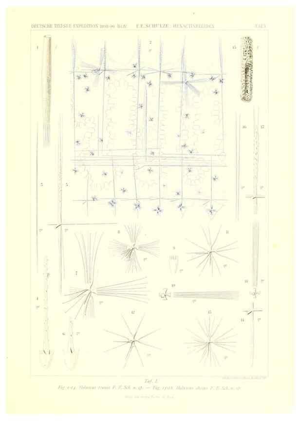 Reproducción/Reproduction 49484735126: Wissenschaftliche Ergebnisse der Deutschen Tiefsee-Expedition auf dem Dampfer ""Valdivia"" 1898-1899.. Jena,G. Fischer,1902-40.. 