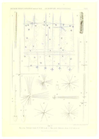 Reproducción/Reproduction 49484735126: Wissenschaftliche Ergebnisse der Deutschen Tiefsee-Expedition auf dem Dampfer ""Valdivia"" 1898-1899.. Jena,G. Fischer,1902-40.. 