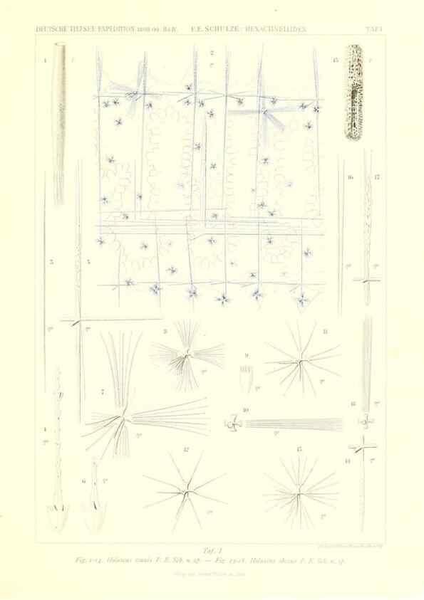 Reproducción/Reproduction 49484735126: Wissenschaftliche Ergebnisse der Deutschen Tiefsee-Expedition auf dem Dampfer ""Valdivia"" 1898-1899.. Jena,G. Fischer,1902-40.. 