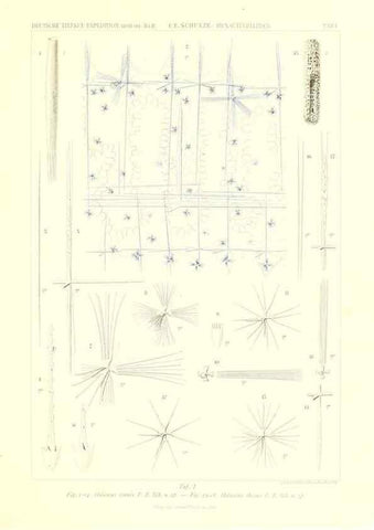 Reproducción/Reproduction 49484735126: Wissenschaftliche Ergebnisse der Deutschen Tiefsee-Expedition auf dem Dampfer ""Valdivia"" 1898-1899.. Jena,G. Fischer,1902-40.. 