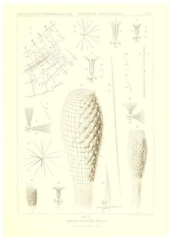 Reproducción/Reproduction 49484244453: Wissenschaftliche Ergebnisse der Deutschen Tiefsee-Expedition auf dem Dampfer ""Valdivia"" 1898-1899.. Jena,G. Fischer,1902-40.. 