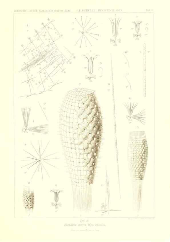 Reproducción/Reproduction 49484244453: Wissenschaftliche Ergebnisse der Deutschen Tiefsee-Expedition auf dem Dampfer ""Valdivia"" 1898-1899.. Jena,G. Fischer,1902-40.. 