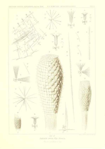 Reproducción/Reproduction 49484244453: Wissenschaftliche Ergebnisse der Deutschen Tiefsee-Expedition auf dem Dampfer ""Valdivia"" 1898-1899.. Jena,G. Fischer,1902-40.. 