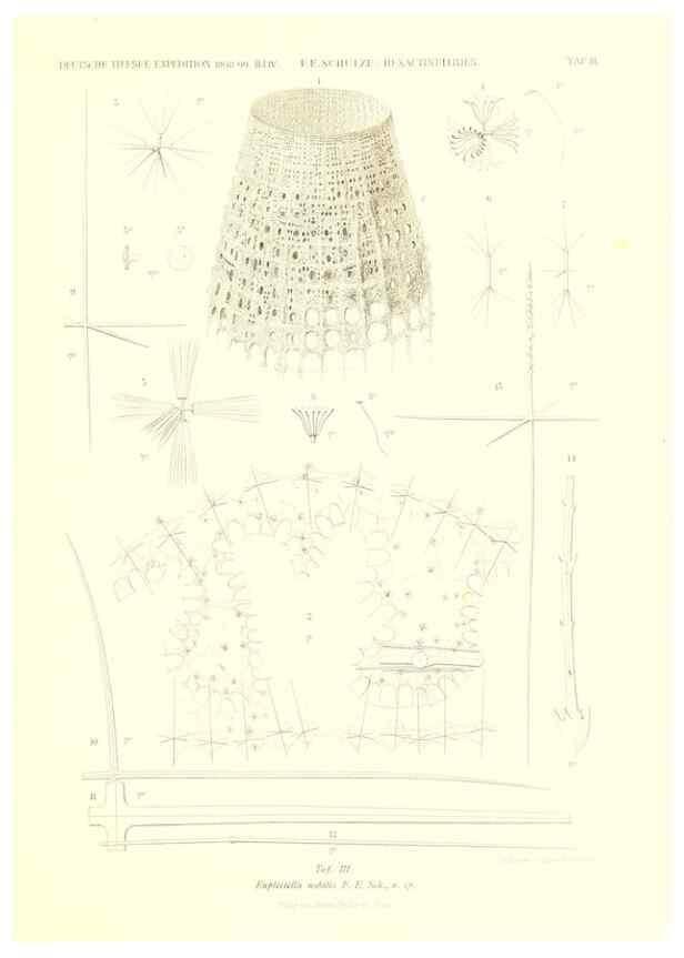Reproducción/Reproduction 49484942512: Wissenschaftliche Ergebnisse der Deutschen Tiefsee-Expedition auf dem Dampfer ""Valdivia"" 1898-1899.. Jena,G. Fischer,1902-40.. 