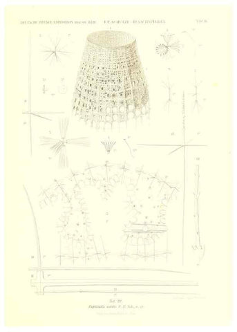 Reproducción/Reproduction 49484942512: Wissenschaftliche Ergebnisse der Deutschen Tiefsee-Expedition auf dem Dampfer ""Valdivia"" 1898-1899.. Jena,G. Fischer,1902-40.. 