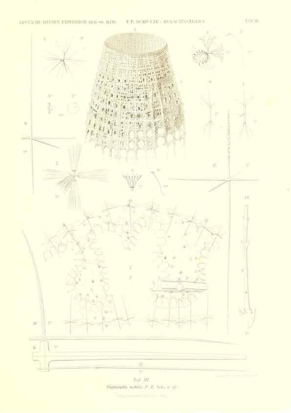 Reproducción/Reproduction 49484942512: Wissenschaftliche Ergebnisse der Deutschen Tiefsee-Expedition auf dem Dampfer ""Valdivia"" 1898-1899.. Jena,G. Fischer,1902-40.. 