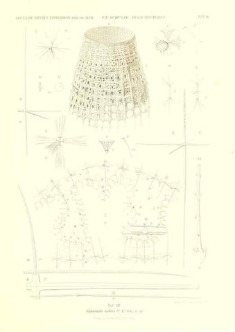 Reproducción/Reproduction 49484942512: Wissenschaftliche Ergebnisse der Deutschen Tiefsee-Expedition auf dem Dampfer ""Valdivia"" 1898-1899.. Jena,G. Fischer,1902-40.. 
