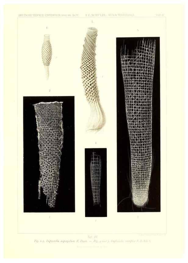 Reproducción/Reproduction 49484942952: Wissenschaftliche Ergebnisse der Deutschen Tiefsee-Expedition auf dem Dampfer ""Valdivia"" 1898-1899.. Jena,G. Fischer,1902-40.. 