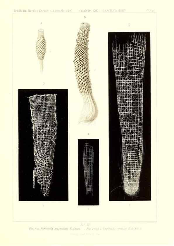 Reproducción/Reproduction 49484942952: Wissenschaftliche Ergebnisse der Deutschen Tiefsee-Expedition auf dem Dampfer ""Valdivia"" 1898-1899.. Jena,G. Fischer,1902-40.. 