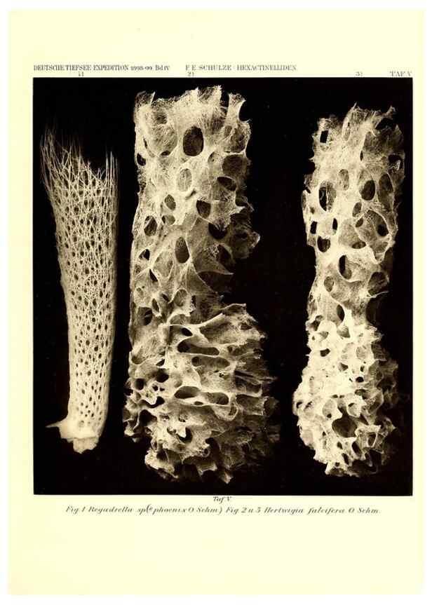 Reproducción/Reproduction 49484736516: Wissenschaftliche Ergebnisse der Deutschen Tiefsee-Expedition auf dem Dampfer ""Valdivia"" 1898-1899.. Jena,G. Fischer,1902-40.. 