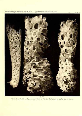 Reproducción/Reproduction 49484736516: Wissenschaftliche Ergebnisse der Deutschen Tiefsee-Expedition auf dem Dampfer ""Valdivia"" 1898-1899.. Jena,G. Fischer,1902-40.. 