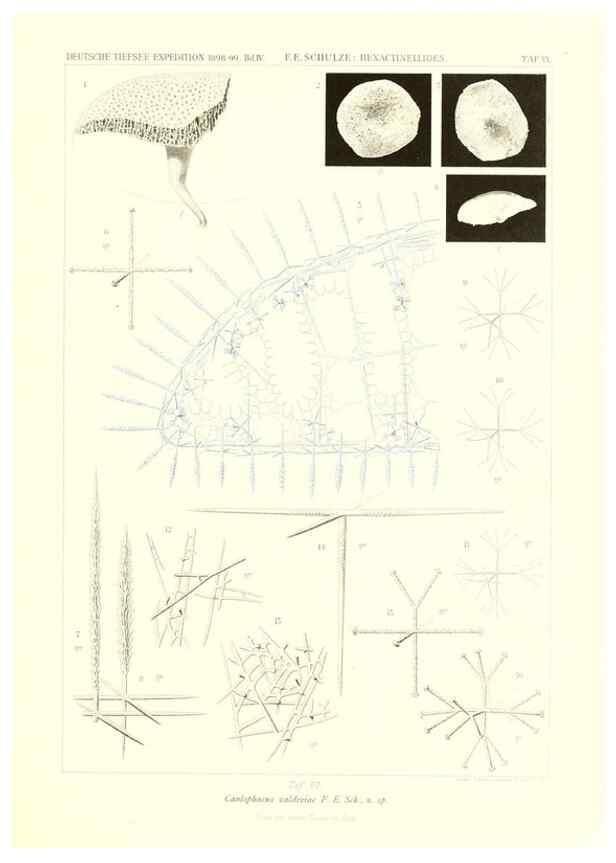 Reproducción/Reproduction 49484245883: Wissenschaftliche Ergebnisse der Deutschen Tiefsee-Expedition auf dem Dampfer ""Valdivia"" 1898-1899.. Jena,G. Fischer,1902-40.. 