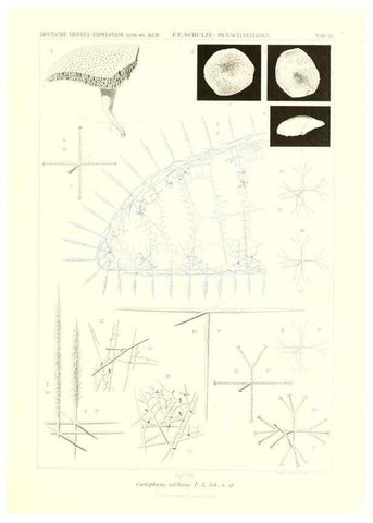 Reproducción/Reproduction 49484245883: Wissenschaftliche Ergebnisse der Deutschen Tiefsee-Expedition auf dem Dampfer ""Valdivia"" 1898-1899.. Jena,G. Fischer,1902-40.. 