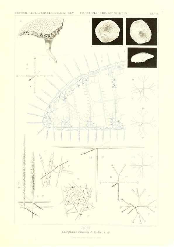 Reproducción/Reproduction 49484245883: Wissenschaftliche Ergebnisse der Deutschen Tiefsee-Expedition auf dem Dampfer ""Valdivia"" 1898-1899.. Jena,G. Fischer,1902-40.. 