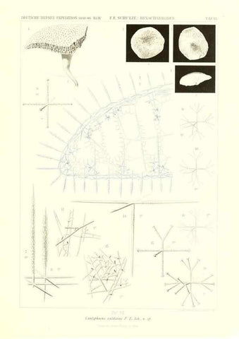Reproducción/Reproduction 49484245883: Wissenschaftliche Ergebnisse der Deutschen Tiefsee-Expedition auf dem Dampfer ""Valdivia"" 1898-1899.. Jena,G. Fischer,1902-40.. 