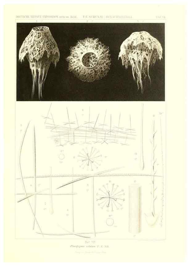 Reproducción/Reproduction 49484737171: Wissenschaftliche Ergebnisse der Deutschen Tiefsee-Expedition auf dem Dampfer ""Valdivia"" 1898-1899.. Jena,G. Fischer,1902-40.. 
