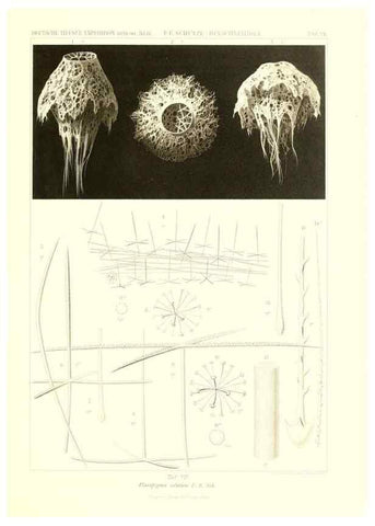 Reproducción/Reproduction 49484737171: Wissenschaftliche Ergebnisse der Deutschen Tiefsee-Expedition auf dem Dampfer ""Valdivia"" 1898-1899.. Jena,G. Fischer,1902-40.. 