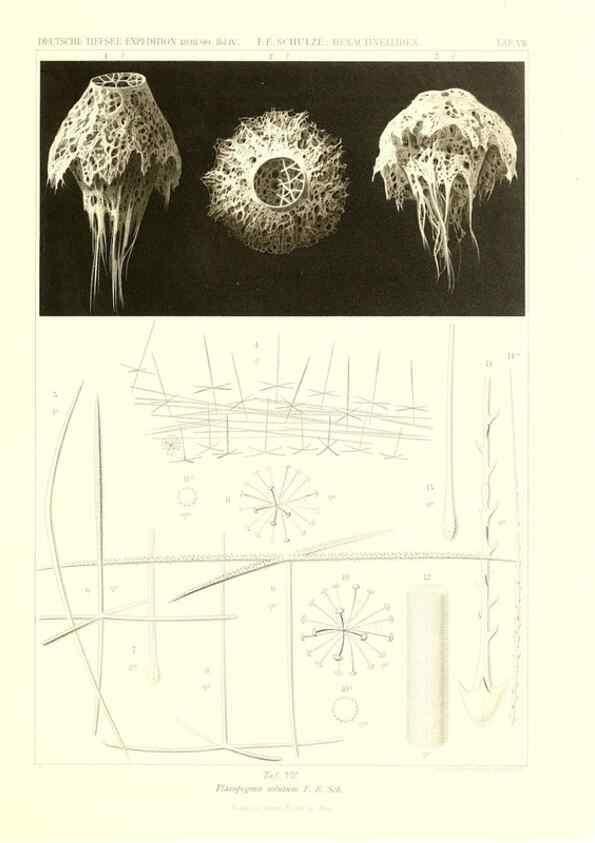 Reproducción/Reproduction 49484737171: Wissenschaftliche Ergebnisse der Deutschen Tiefsee-Expedition auf dem Dampfer ""Valdivia"" 1898-1899.. Jena,G. Fischer,1902-40.. 
