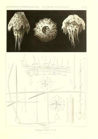 Reproducción/Reproduction 49484737171: Wissenschaftliche Ergebnisse der Deutschen Tiefsee-Expedition auf dem Dampfer ""Valdivia"" 1898-1899.. Jena,G. Fischer,1902-40.. 