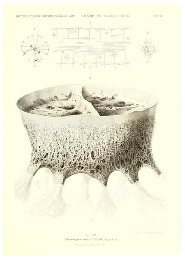 Reproducción/Reproduction 49484737601: Wissenschaftliche Ergebnisse der Deutschen Tiefsee-Expedition auf dem Dampfer ""Valdivia"" 1898-1899.. Jena,G. Fischer,1902-40.. 