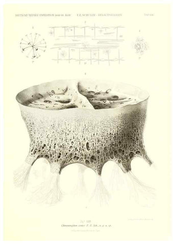 Reproducción/Reproduction 49484737601: Wissenschaftliche Ergebnisse der Deutschen Tiefsee-Expedition auf dem Dampfer ""Valdivia"" 1898-1899.. Jena,G. Fischer,1902-40.. 