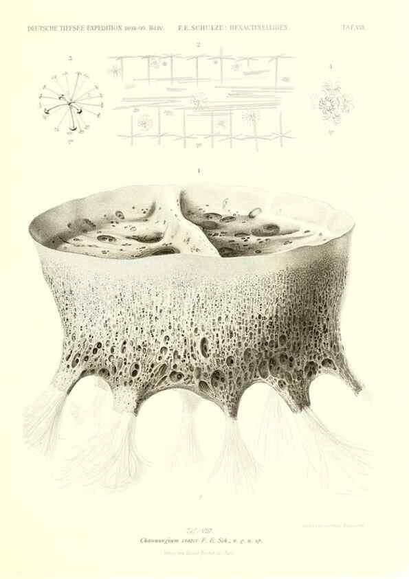 Reproducción/Reproduction 49484737601: Wissenschaftliche Ergebnisse der Deutschen Tiefsee-Expedition auf dem Dampfer ""Valdivia"" 1898-1899.. Jena,G. Fischer,1902-40.. 