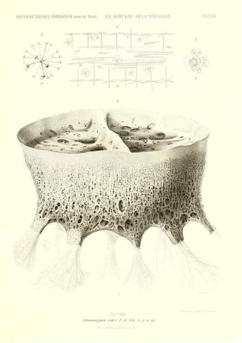 Reproducción/Reproduction 49484737601: Wissenschaftliche Ergebnisse der Deutschen Tiefsee-Expedition auf dem Dampfer ""Valdivia"" 1898-1899.. Jena,G. Fischer,1902-40.. 