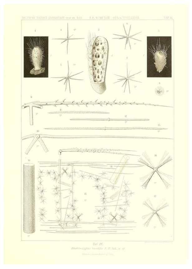 Reproducción/Reproduction 49484944637: Wissenschaftliche Ergebnisse der Deutschen Tiefsee-Expedition auf dem Dampfer ""Valdivia"" 1898-1899.. Jena,G. Fischer,1902-40.. 