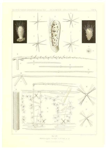Reproducción/Reproduction 49484944637: Wissenschaftliche Ergebnisse der Deutschen Tiefsee-Expedition auf dem Dampfer ""Valdivia"" 1898-1899.. Jena,G. Fischer,1902-40.. 