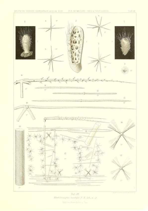 Reproducción/Reproduction 49484944637: Wissenschaftliche Ergebnisse der Deutschen Tiefsee-Expedition auf dem Dampfer ""Valdivia"" 1898-1899.. Jena,G. Fischer,1902-40.. 
