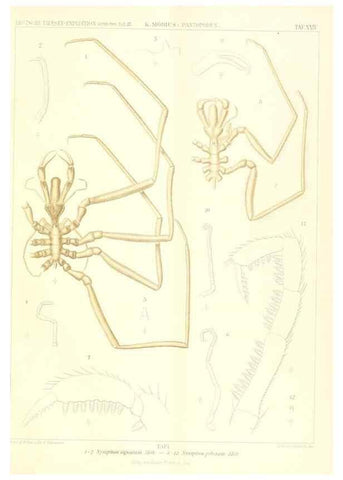 Reproducción/Reproduction 49484141958: Wissenschaftliche Ergebnisse der Deutschen Tiefsee-Expedition auf dem Dampfer ""Valdivia"" 1898-1899.. Jena,G. Fischer,1902-40.. 