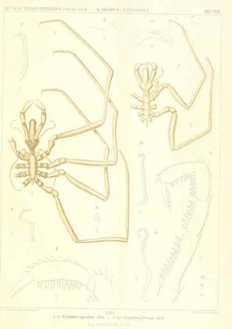 Reproducción/Reproduction 49484141958: Wissenschaftliche Ergebnisse der Deutschen Tiefsee-Expedition auf dem Dampfer ""Valdivia"" 1898-1899.. Jena,G. Fischer,1902-40.. 