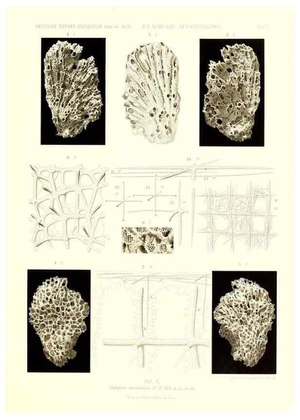 Reproducción/Reproduction 49484945052: Wissenschaftliche Ergebnisse der Deutschen Tiefsee-Expedition auf dem Dampfer ""Valdivia"" 1898-1899.. Jena,G. Fischer,1902-40.. 