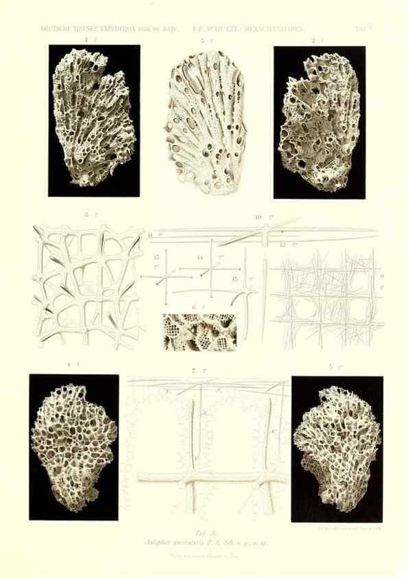 Reproducción/Reproduction 49484945052: Wissenschaftliche Ergebnisse der Deutschen Tiefsee-Expedition auf dem Dampfer ""Valdivia"" 1898-1899.. Jena,G. Fischer,1902-40.. 