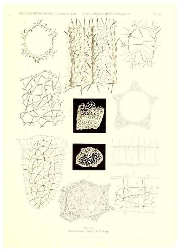 Reproducción/Reproduction 49484945372: Wissenschaftliche Ergebnisse der Deutschen Tiefsee-Expedition auf dem Dampfer ""Valdivia"" 1898-1899.. Jena,G. Fischer,1902-40.. 