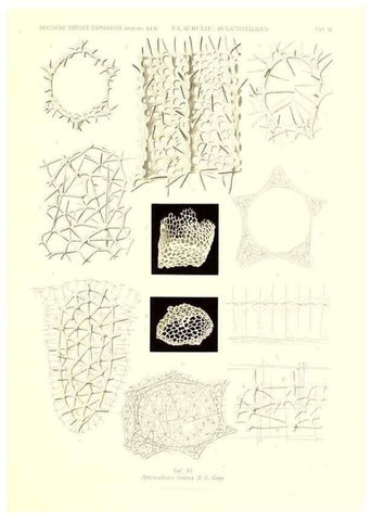 Reproducción/Reproduction 49484945372: Wissenschaftliche Ergebnisse der Deutschen Tiefsee-Expedition auf dem Dampfer ""Valdivia"" 1898-1899.. Jena,G. Fischer,1902-40.. 