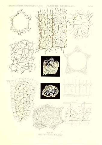 Reproducción/Reproduction 49484945372: Wissenschaftliche Ergebnisse der Deutschen Tiefsee-Expedition auf dem Dampfer ""Valdivia"" 1898-1899.. Jena,G. Fischer,1902-40.. 