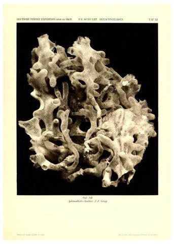 Reproducción/Reproduction 49484945752: Wissenschaftliche Ergebnisse der Deutschen Tiefsee-Expedition auf dem Dampfer ""Valdivia"" 1898-1899.. Jena,G. Fischer,1902-40.. 