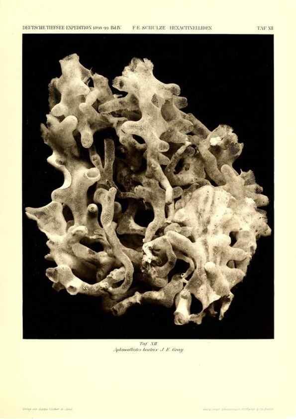 Reproducción/Reproduction 49484945752: Wissenschaftliche Ergebnisse der Deutschen Tiefsee-Expedition auf dem Dampfer ""Valdivia"" 1898-1899.. Jena,G. Fischer,1902-40.. 