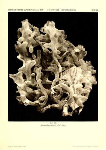 Reproducción/Reproduction 49484945752: Wissenschaftliche Ergebnisse der Deutschen Tiefsee-Expedition auf dem Dampfer ""Valdivia"" 1898-1899.. Jena,G. Fischer,1902-40.. 
