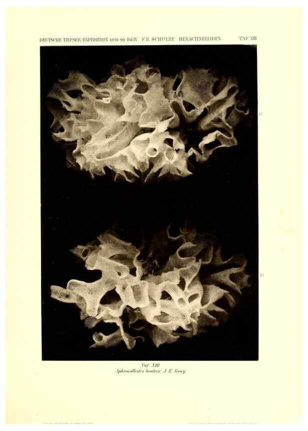 Reproducción/Reproduction 49484739386: Wissenschaftliche Ergebnisse der Deutschen Tiefsee-Expedition auf dem Dampfer ""Valdivia"" 1898-1899.. Jena,G. Fischer,1902-40.. 