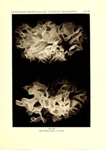 Reproducción/Reproduction 49484739386: Wissenschaftliche Ergebnisse der Deutschen Tiefsee-Expedition auf dem Dampfer ""Valdivia"" 1898-1899.. Jena,G. Fischer,1902-40.. 
