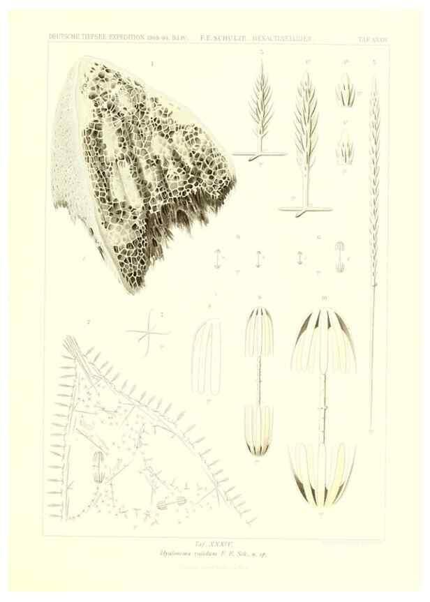 Reproducción/Reproduction 49484746436: Wissenschaftliche Ergebnisse der Deutschen Tiefsee-Expedition auf dem Dampfer ""Valdivia"" 1898-1899.. Jena,G. Fischer,1902-40.. 